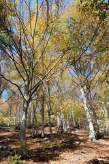 panorama foresta alberi autunno parco all'aperto foglie natura
