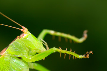 katydids nymphs