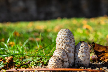 Pilze auf einer Wiese mit Laub