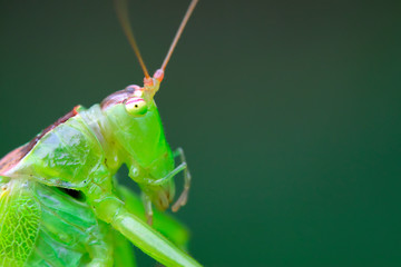 katydids nymphs