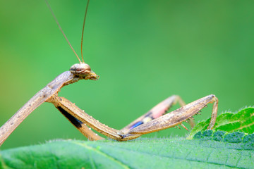 closeup of brown mantis