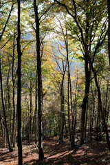 paesaggio foresta alberi autunno natura verde giallo foglie 