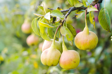 Tasty young green healthy organic pears hanging on a branch. autumn harvest. healthy fruits