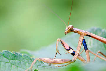 closeup of brown mantis