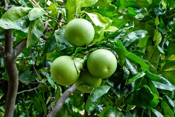 Green lime growing on tree