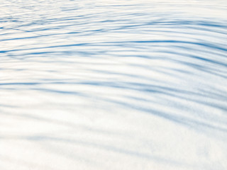 First snow ,  Tree shadows