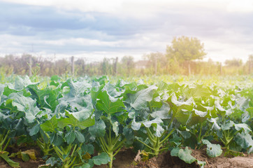 broccoli growing in the field. fresh organic vegetables agriculture farming. farmland