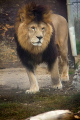 Lion (Panthera leo).