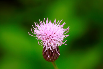 thistle, asteraceae plant leaves