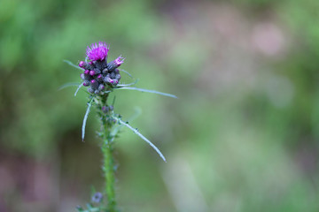 Thistle