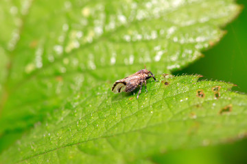 wax cicada on green leaf