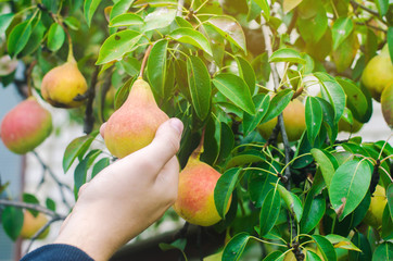 gardener harvesting pears in the garden on a sunny day. autumn harvest. healthy vegetables, diet vitamins