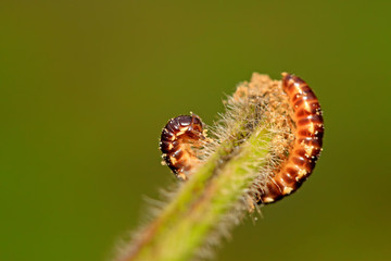 prospirobolus