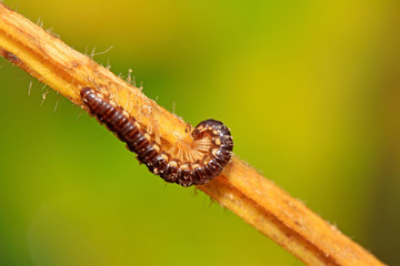 prospirobolus