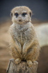 Sitting Meerkat (Suricata suricatta).