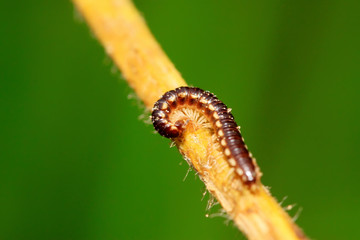 prospirobolus