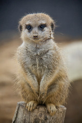 Meerkat (Suricata suricatta).