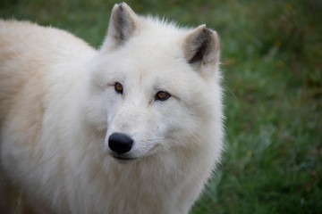 Naklejka na ściany i meble Portrait of Arctic wolf (Canis lupus arctos).