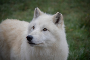 Curious Arctic wolf (Canis lupus arctos).