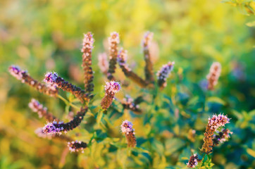 beautiful mint bloom in the garden. natural wallpaper / background. purple flowers. fragrant bush....