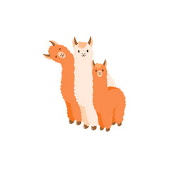 Cute llama or alpaca flat characters set for nursery design, poster, banner, logo, icon, greeting card, sticker. Baby llama or little alpaca for wool producer. Cartoon wild animal in scarf and pompons