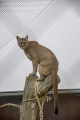 Cougar (Puma concolor).