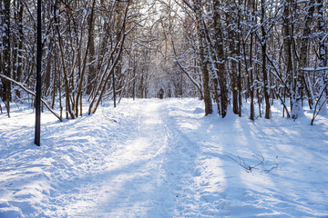 Obraz premium Beautiful winter forest in the winter sunlight. Wonderful winter scene.