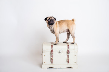 Niedlichen Hund Mops Rasse