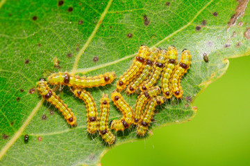 cute caterpillar on green leaf