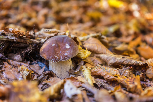 Boletus or porcini fungi mushroom in the forest, natural seasonal background, close-up
