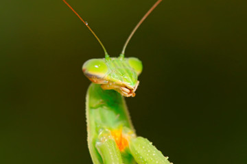tenodera mantis