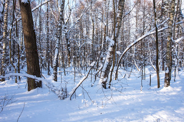 Beautiful winter forest in the winter sunlight. Wonderful winter scene.