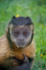 Portrait of Tufted Capuchin (Sapajus apella).