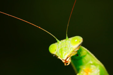 tenodera mantis