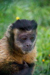 Tufted Capuchin (Sapajus apella).