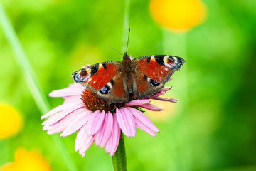 Schmetterling im Sommer