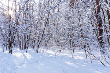 Beautiful winter forest in the winter sunlight. Wonderful winter scene.
