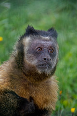 Deatil of Tufted Capuchin (Sapajus apella).
