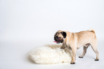 Mops Hund