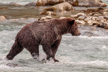 Bear fishing in Chilkoot river near Haines Alaska