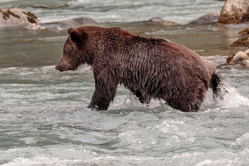 Fototapeta premium Bear fishing in Chilkoot river near Haines Alaska