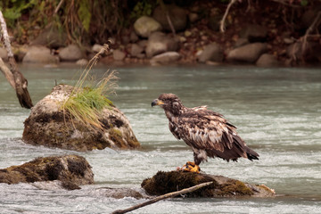 Eagle fishing in Chilkoot river near Haines Alaska