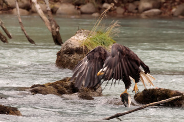 Eagle fishing in Chilkoot river near Haines Alaska