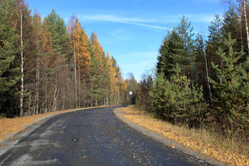 Obraz premium Beautiful Karelian forest landscape in early autumn in Russia 