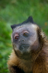 Naklejka na ściany i meble Curious Tufted Capuchin (Sapajus apella).