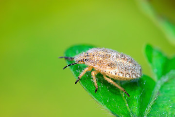 stinkbug larvae on green leaf