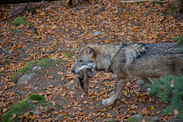 Eurasian wolf (Canis lupus lupus)  with the prey.