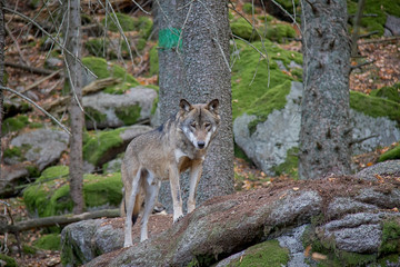 Eurasian wolf (Canis lupus lupus) standing on the rock.