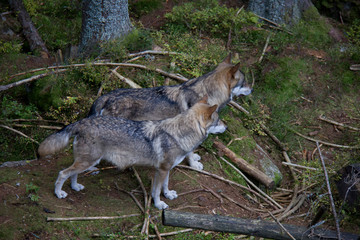 Naklejka na ściany i meble Eurasian wolves (Canis lupus lupus) in the forest.
