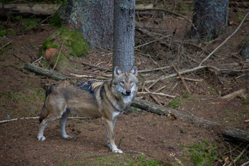 Eurasian wolf (Canis lupus lupus) posing in the forest.